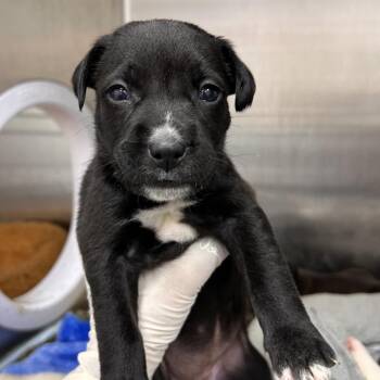 Mixed Breed Dogs Available for Adoption in Bentonville, Arkansas - Elephant | PetCurious