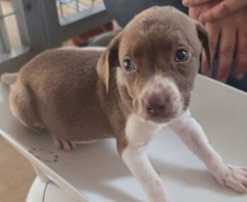 Truby -  Beagle and Feist Dog for Adoption in Cleveland, Tennessee - Truby | PetCurious