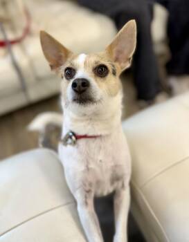 Rat Terrier Dogs Available for Adoption in Sonora, California - Star | PetCurious