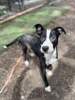 *MILO* -  Border Collie Dog for Adoption in Fremont, California - *MILO* | PetCurious