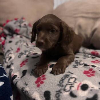 Brownie -  Mixed Breed Dog for Adoption in Fredericksburg, Virginia - Brownie | PetCurious