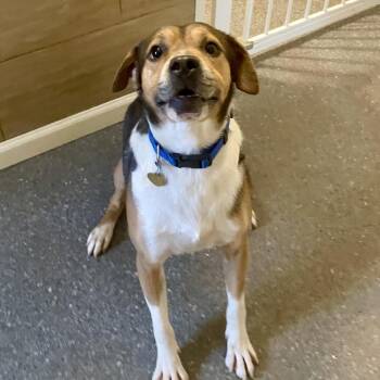 Cooper -  Beagle and Mixed Breed Dog for Adoption in Metamora, Michigan - Cooper | PetCurious