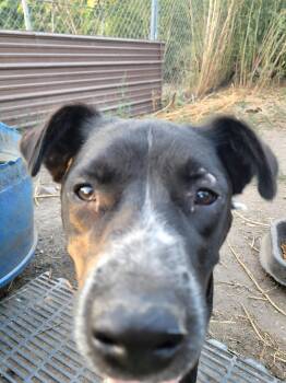 Rescue Mixed Breed Dogs for Adoption in Clarion, Iowa - Hank | PetCurious