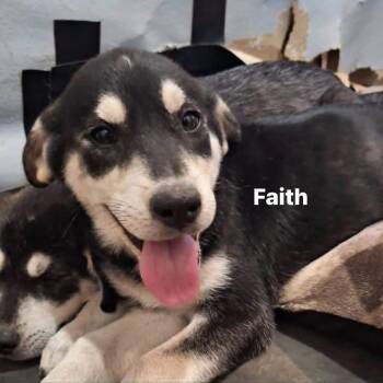 Faith -  German Shepherd Dog and Husky Dog for Adoption in New London, Wisconsin - Faith | PetCurious