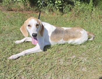 Rescue Hound and Pointer Dogs for Adoption in Foley, Alabama - Valentine | PetCurious