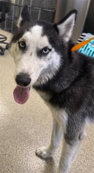 Siberian Husky Dogs Available for Adoption in Fort Myers, Florida - ROCKY | PetCurious