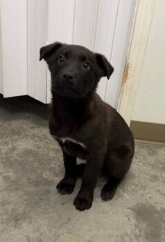 Rescue Labrador Retriever and Shepherd Dogs for Adoption in Yellowknife, Northwest Territories - Ajax | PetCurious