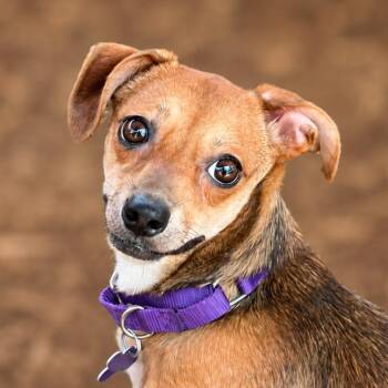 Zella -  Chihuahua and Mixed Breed Dog for Adoption in Boerne, Texas - Zella | PetCurious