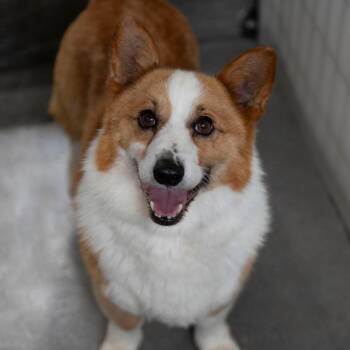 Pickles (AG26-284) -  Corgi Dog for Adoption in Peyton, Colorado - Pickles (AG26-284) | PetCurious