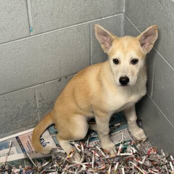 Shenzi -  Mixed Breed Dog for Adoption in Blairsville, Georgia - Shenzi | PetCurious