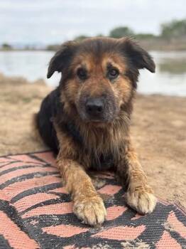Bear -  German Shepherd Dog Dog Available for Adoption in Crested Butte, Colorado - Bear | PetCurious
