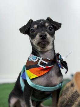 Chihuahua and Mixed Breed Dogs Available for Adoption in Carlsbad, California - Bubbles | PetCurious