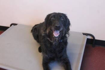 Xena -  Labradoodle and Poodle Dog for Adoption in Chestertown, Maryland - Xena | PetCurious