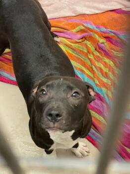 Pit Bull Terrier and Labrador Retriever Dogs Available for Adoption - Nyla Lee | PetCurious