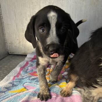 NEIGH -  Mixed Breed Dog for Adoption in Greensboro, North Carolina - NEIGH | PetCurious