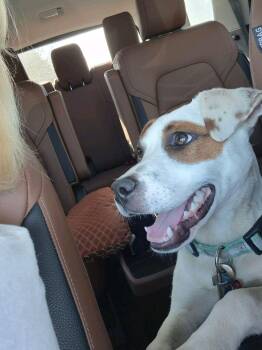 Terrier Dogs Available for Adoption in Baton Rouge, Louisiana - Patches | PetCurious