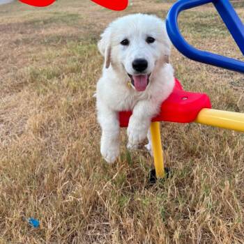 Amora -  Great Pyrenees Dog for Adoption in Pflugerville, Texas - Amora | PetCurious