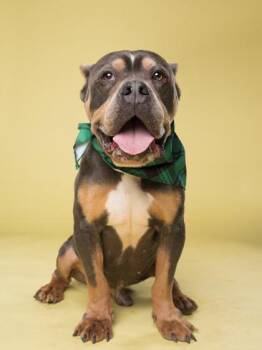 Pit Bull Terrier and Mixed Breed Dogs Available for Adoption in Atlanta, Georgia - Diesel | PetCurious