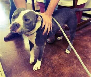 Pit Bull Terrier and Mixed Breed Dogs Available for Adoption in Killeen, Texas - FINN | PetCurious