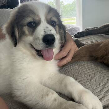 Great Pyrenees Dogs Available for Adoption in Charlotte, North Carolina - Navy | PetCurious