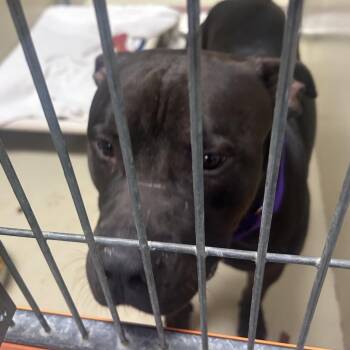 Mixed Breed Dogs Available for Adoption in Philadelphia, Pennsylvania - Clearfield | PetCurious