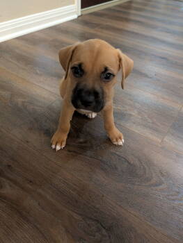 Rescue Boxer and Labrador Retriever Dogs for Adoption in The Woodlands, Texas - Chubs | PetCurious