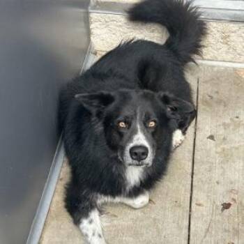 Alaskan Malamute and Mixed Breed Dogs Available for Adoption - Haru | PetCurious