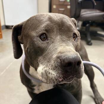 Mars -  Pit Bull Terrier Dog for Adoption in Yuma, Arizona - Mars | PetCurious