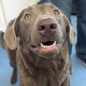 Kali -  Labrador Retriever Dog for Adoption in Watertown, New York - Kali | PetCurious