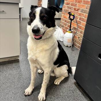 Duke -  Mixed Breed Dog for Adoption in Allentown, Pennsylvania - Duke | PetCurious
