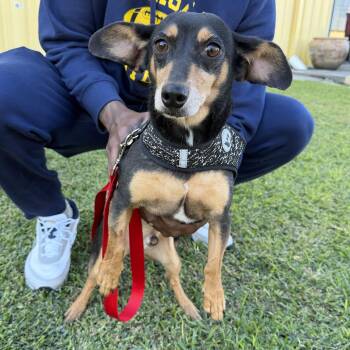 Mixed Breed Dogs Available for Adoption - BAILEY & BIANCA (bonded Pair) | PetCurious