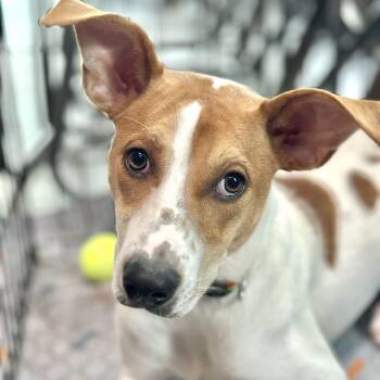 Casey -  Pit Bull Terrier and Catahoula Leopard Dog Dog for Adoption in Richmond, Virginia - Casey | PetCurious