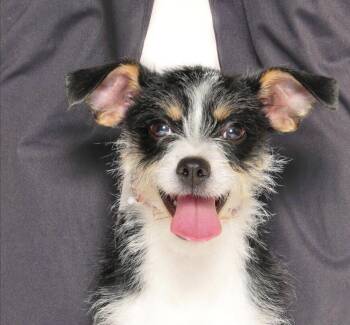 Schnauzer and Terrier Dogs Available for Adoption in Saugus, Massachusetts - Gazpacho | PetCurious