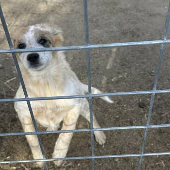 PEACHES -  Australian Cattle Dog Blue Heeler Dog for Adoption in Dubois, Wyoming - PEACHES | PetCurious