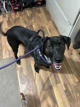 Labrador Retriever Dogs Available for Adoption in Baldwin, Michigan - Buddy | PetCurious