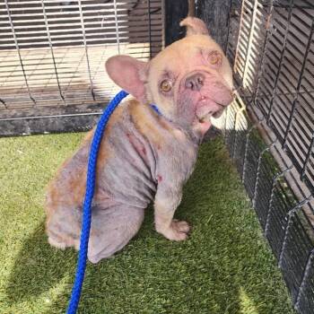 Rescue French Bulldog Dogs for Adoption in Grapevine, Texas - Joey | PetCurious
