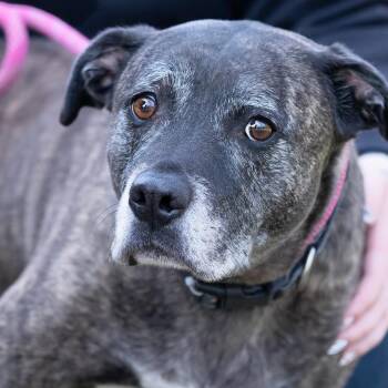 Pit Bull Terrier Dogs Available for Adoption in Belleville, Illinois - Gio | PetCurious