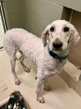 Standard Poodle Dogs Available for Adoption in Webster, Wisconsin - Cooper | PetCurious