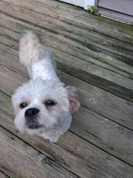 Courtesy Post - Benny -  Maltese Dog for Adoption in VERNON ROCKVL, Connecticut - Courtesy Post - Benny | PetCurious