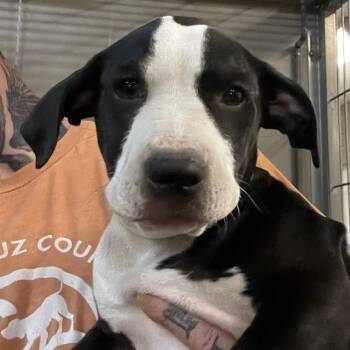 DAISY* -  Staffordshire Bull Terrier and Mixed Breed Dog for Adoption in Santa Cruz, California - DAISY* | PetCurious