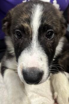 Copper Black collar -  Australian Shepherd Dog for Adoption in Dayton, Minnesota - Copper Black Collar | PetCurious