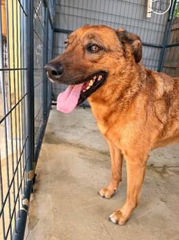 Sadie -  Shepherd and Australian Shepherd Dog for Adoption in Chattanooga, Tennessee - Sadie | PetCurious