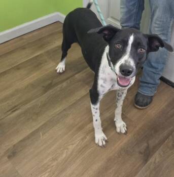 Sylvia Plath -  Hound Dog for Adoption in Cleveland, Tennessee - Sylvia Plath | PetCurious
