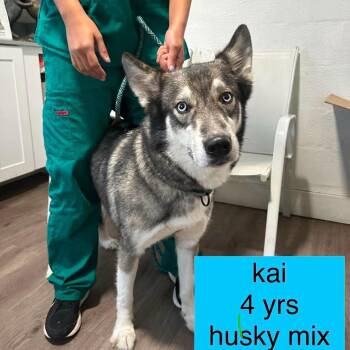 Kai -  Husky Dog for Adoption in Tampa, Florida - Kai | PetCurious