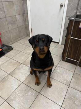 Caddie -  Rottweiler Dog for Adoption in Westborough, Massachusetts - Caddie | PetCurious