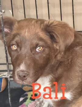 CoffeeSisters-Bali -  Australian Cattle Dog Blue Heeler and Border Collie Dog for Adoption in Hardin, Montana - CoffeeSisters-Bali | PetCurious