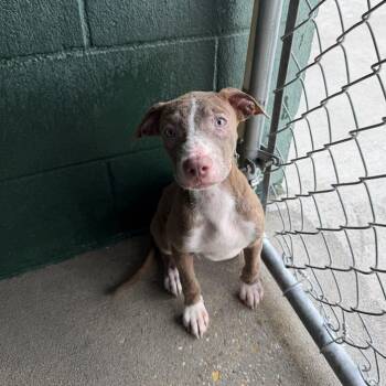 Bubble Yum -  Terrier and Mixed Breed Dog for Adoption in Carencro, Louisiana - Bubble Yum | PetCurious