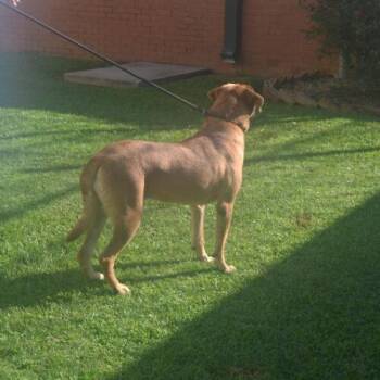 Rosalynn Red -  Mastiff and Chocolate Labrador Retriever Dog for Adoption in Jackson, Louisiana - Rosalynn Red | PetCurious
