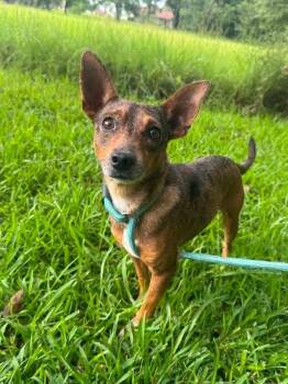 AJ -  Chihuahua Dog for Adoption in Syracuse, New York - AJ | PetCurious