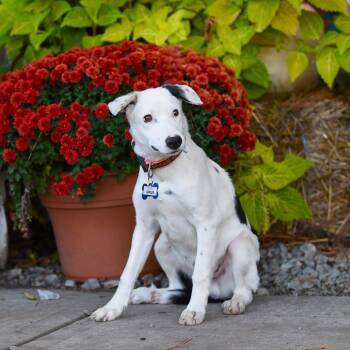Rescue Retriever Dogs for Adoption in Wake Forest, North Carolina - Sirius | PetCurious